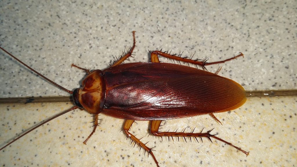 kakkerlakken bestrijden